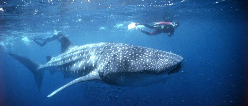 Western Australia City and Ningaloo Reef Shark